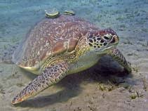 Image result for Chelonia mydas