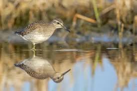 Attēlu rezultāti vaicājumam “Tringa glareola”