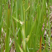 Attēlu rezultāti vaicājumam “Typhaceae”