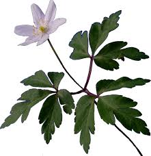 Attēlu rezultāti vaicājumam “Anemone nemorosa bud”