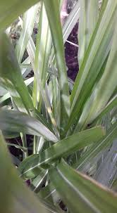 Image result for Miscanthus sinensis Zebrina