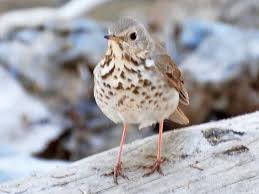 Image result for Catharus guttatus