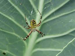 Attēlu rezultāti vaicājumam “Argiope bruennichi female”