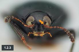 Attēlu rezultāti vaicājumam “Scaphisoma sp.”