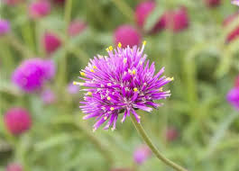 Image result for Kugelamarant