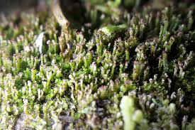 Attēlu rezultāti vaicājumam “Anastrophyllum hellerianum”