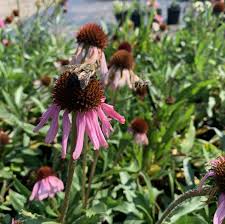 Image result for Echinacea angustifolia