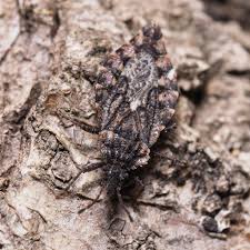 Attēlu rezultāti vaicājumam “Aradus betulae”