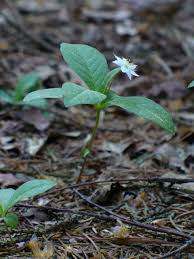 Attēlu rezultāti vaicājumam “Trientalis europaea bud”