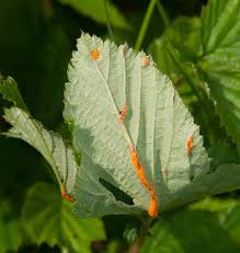 Attēlu rezultāti vaicājumam “Triphragmium ulmariae”