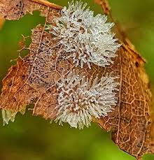 Attēlu rezultāti vaicājumam “Ceratiomyxa fruticulosa macro”