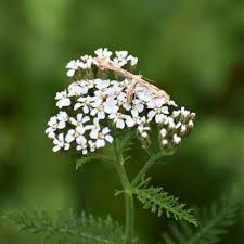 Attēlu rezultāti vaicājumam “Achillea salicifolia”