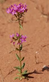 Attēlu rezultāti vaicājumam “Centaurium erythraea leaf”