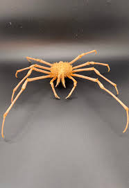 Image result for Hyas araneus