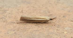 Attēlu rezultāti vaicājumam “Agriphila selasella”