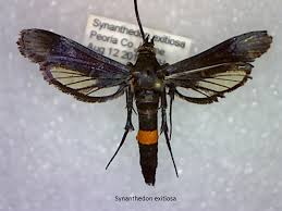 Attēlu rezultāti vaicājumam “Sesiidae”