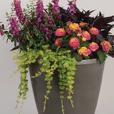 Attēlu rezultāti vaicājumam “Lysimachia nummularia flower”