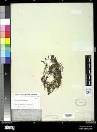 Attēlu rezultāti vaicājumam “Callitriche verna”