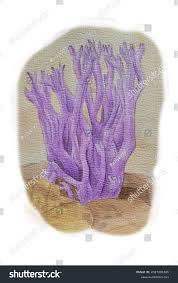 Attēlu rezultāti vaicājumam “Clavaria zollingeri”