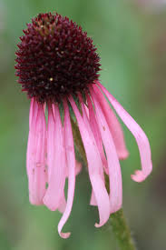 Image result for Echinacea angustifolia
