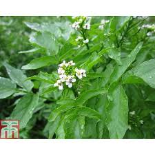 Image result for Rorippa nasturtium-aquaticum