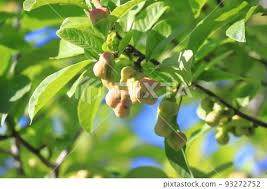 Attēlu rezultāti vaicājumam “Magnolia kobus fruit”
