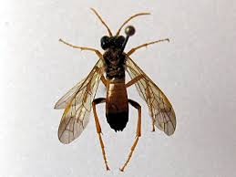 Attēlu rezultāti vaicājumam “Tenthredo campestris”