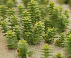 Attēlu rezultāti vaicājumam “Honckenya peploides bud”