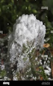 Attēlu rezultāti vaicājumam “Fuligo candida”