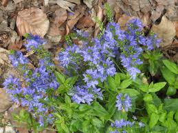 Attēlu rezultāti vaicājumam “Veronica austriaca subsp. teucrium leaf”