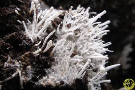 Attēlu rezultāti vaicājumam “Polycephalomyces tomentosus”