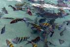 St Thomas Coki Beach Underwater Marine Life Caribbean Vacation Photos