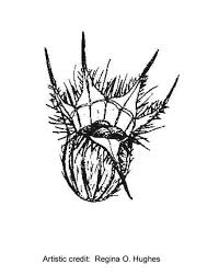 Attēlu rezultāti vaicājumam “Galeopsis tetrahit flower”