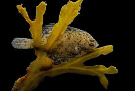 Image result for Pseudopleuronectes americanus