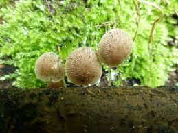 Attēlu rezultāti vaicājumam “Psathyrella pygmaea”