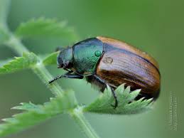 Attēlu rezultāti vaicājumam “Anomala dubia”