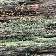 Attēlu rezultāti vaicājumam “Trapeliopsis flexuosa”