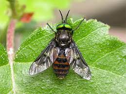 Attēlu rezultāti vaicājumam “Chrysops”