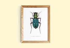 Attēlu rezultāti vaicājumam “Cicindela campestris”