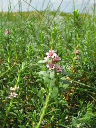 Attēlu rezultāti vaicājumam “Juncus gerardii flower”