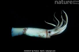 Image result for Dosidicus gigas