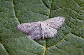 Attēlu rezultāti vaicājumam “Idaea seriata”