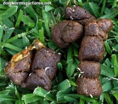Image result for cestoda excrement dog