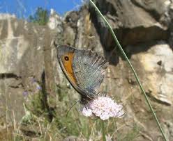 Attēlu rezultāti vaicājumam “Hyponephele lycaon male”