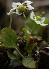 Attēlu rezultāti vaicājumam “Moneses uniflora fruit”