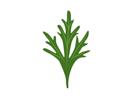 Attēlu rezultāti vaicājumam “Aconitum napellus leaf”