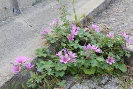 Image result for Malva sylvestris var. mauritiana