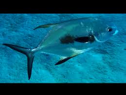 Image result for Trachinotus falcatus