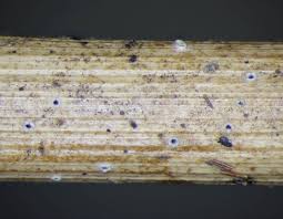 Attēlu rezultāti vaicājumam “Stictis”