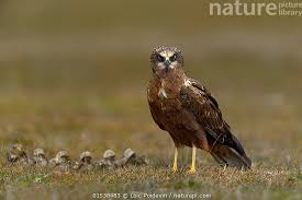 Attēlu rezultāti vaicājumam “Circus aeruginosus”